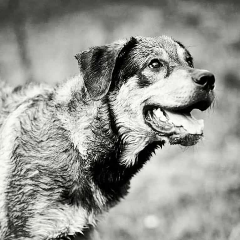 Cooper, a Great Pyrenees and Rottweiler mix tested with EmbarkVet.com