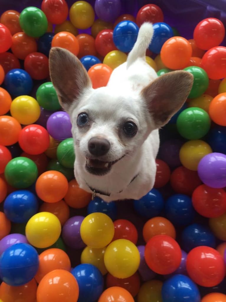 Mason, a Chihuahua and Russell-type Terrier mix tested with EmbarkVet.com