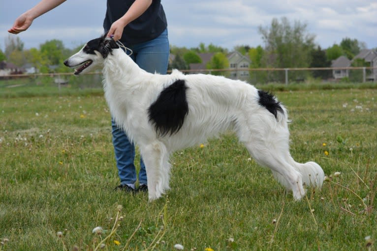 Django, a Silken Windhound tested with EmbarkVet.com