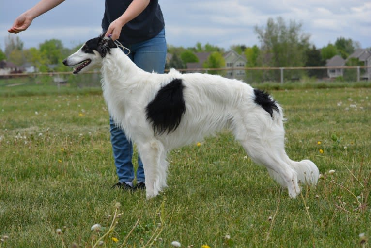 Django, a Silken Windhound tested with EmbarkVet.com