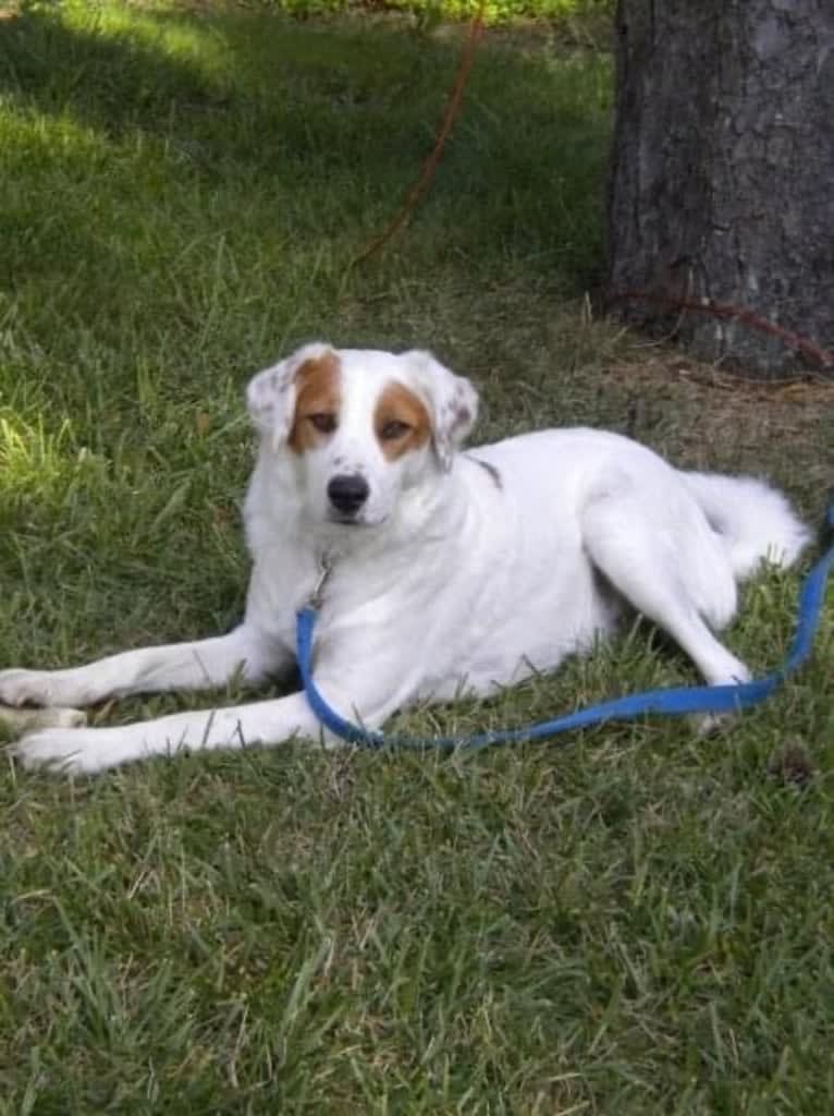 Oscar, a West Asian Village Dog tested with EmbarkVet.com