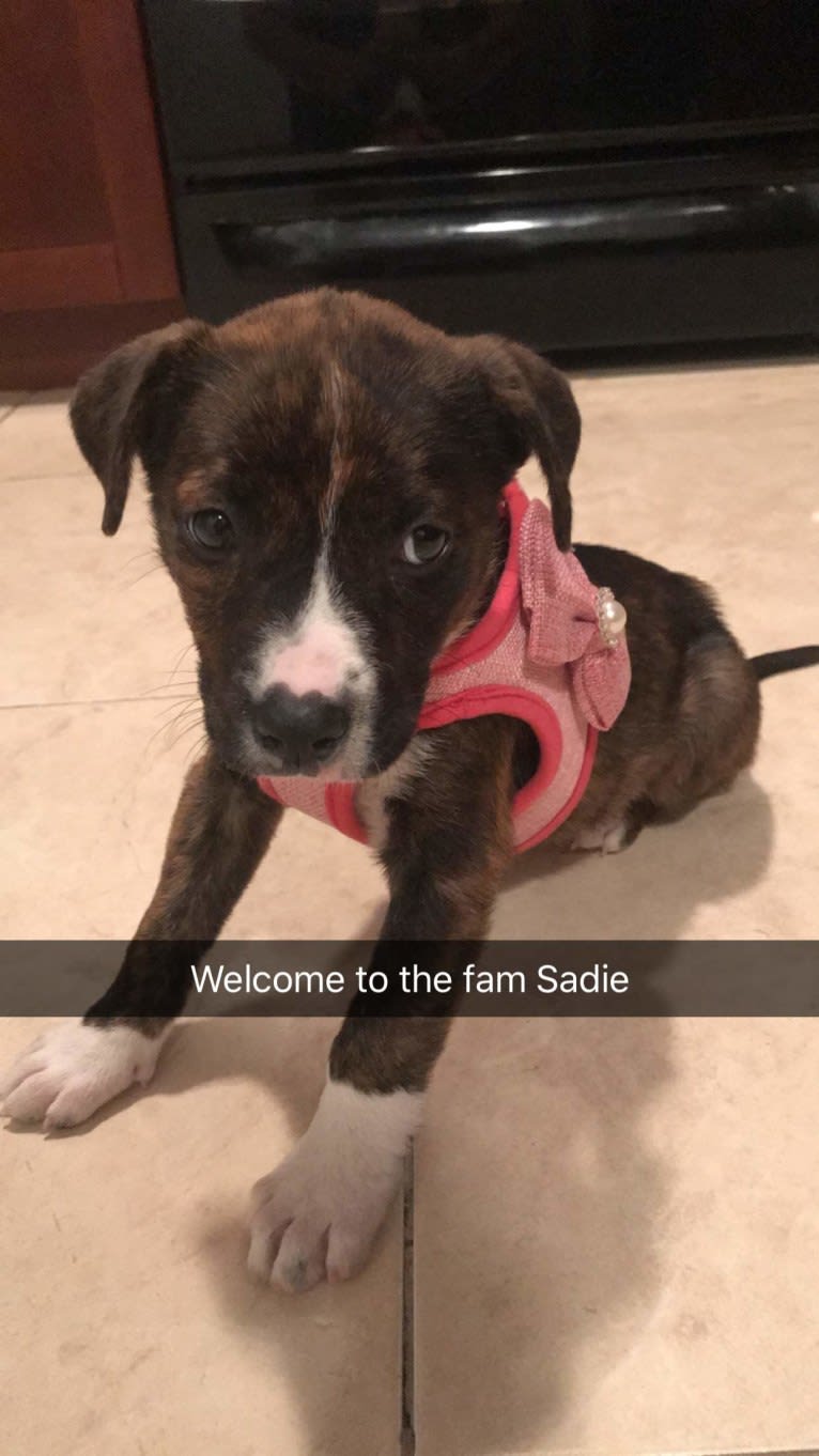 Sadie, an American Pit Bull Terrier and Boxer mix tested with EmbarkVet.com