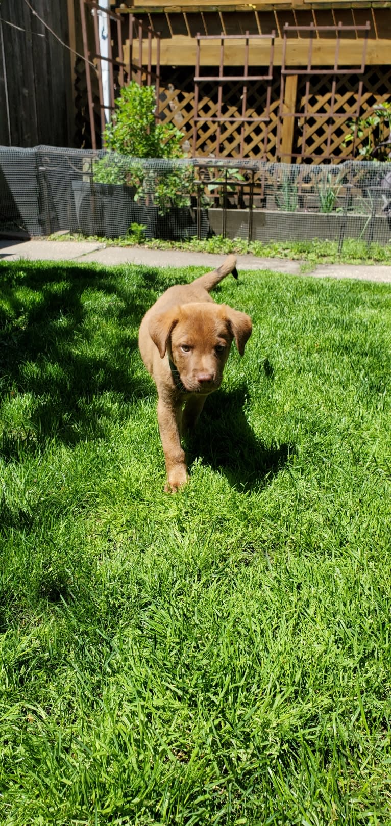 Frankie, an Australian Cattle Dog and Labrador Retriever mix tested with EmbarkVet.com