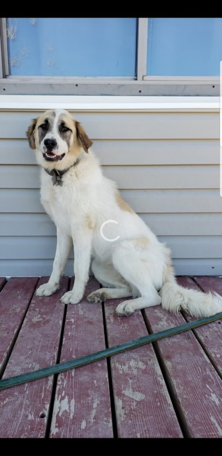 Kali, a West Asian Village Dog tested with EmbarkVet.com