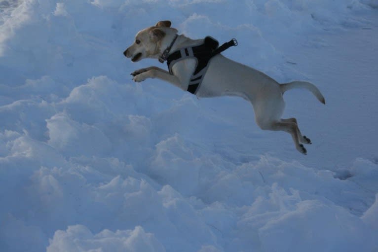 Stanley, a Cocker Spaniel and Labrador Retriever mix tested with EmbarkVet.com