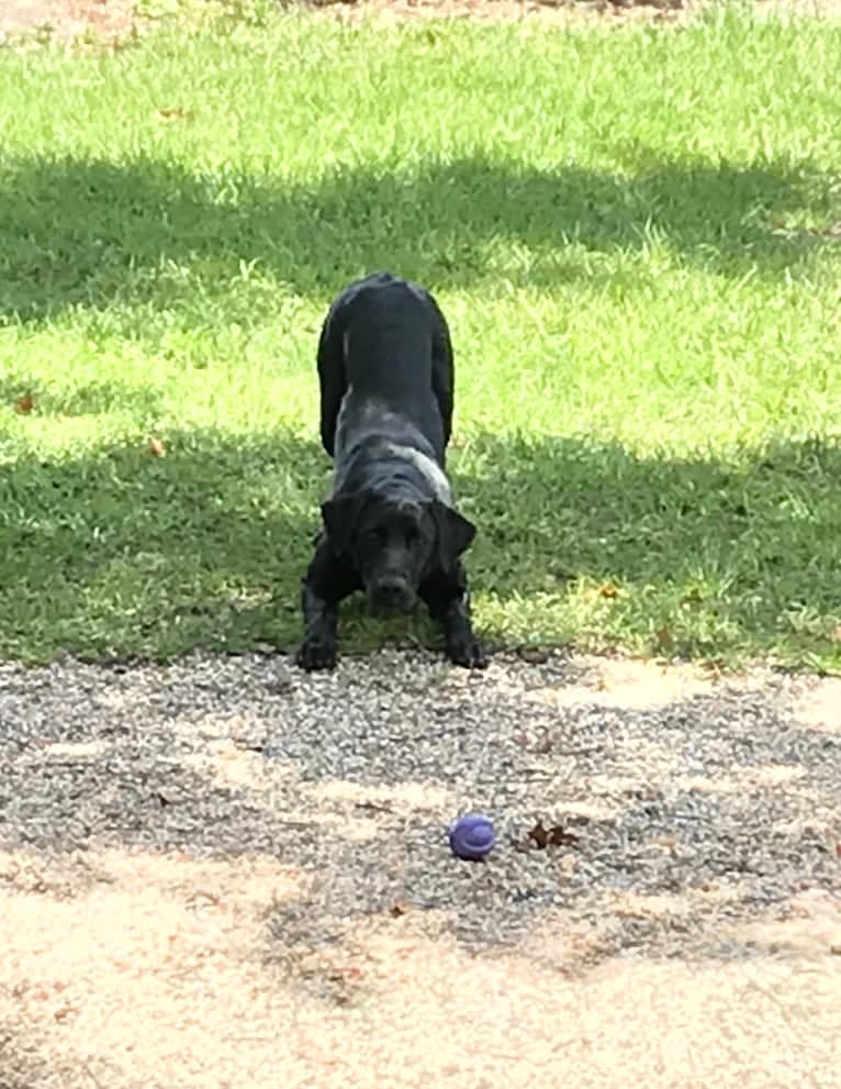 Gallatin, a Labrador Retriever tested with EmbarkVet.com