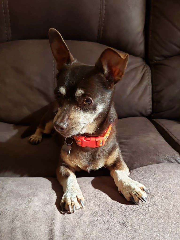 James Dean Bonham, a Chihuahua and Miniature Pinscher mix tested with EmbarkVet.com