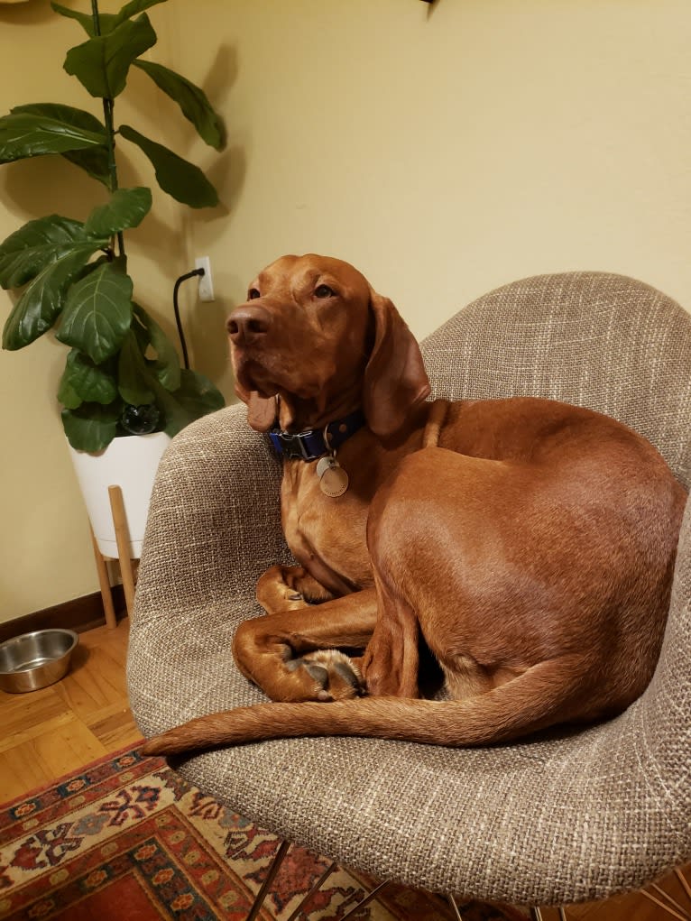 Ari, a Vizsla tested with EmbarkVet.com