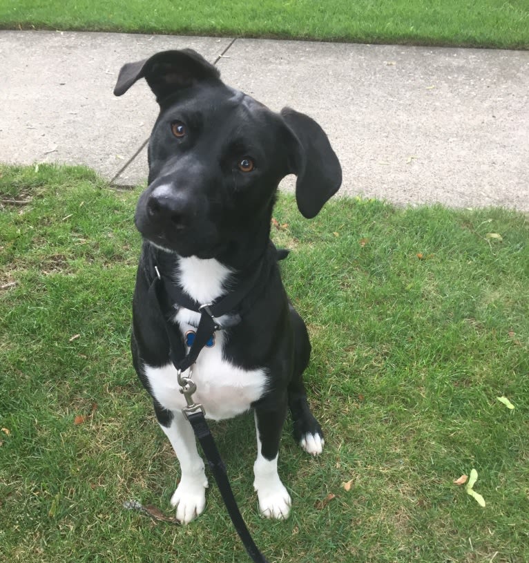 Max, a Staffordshire Terrier and Rottweiler mix tested with EmbarkVet.com