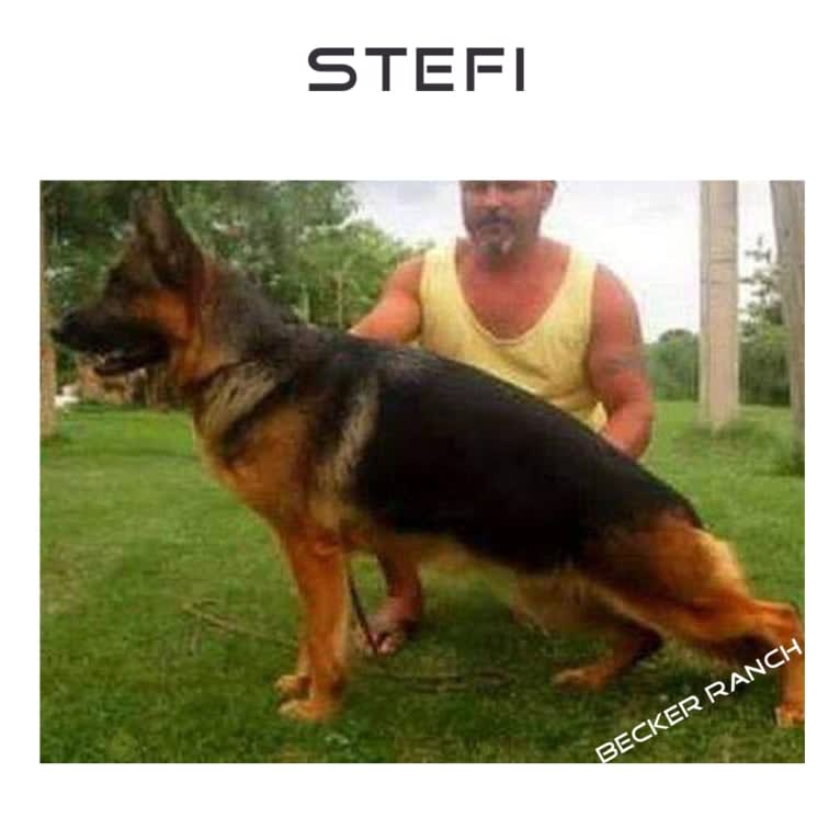 Stefi, a German Shepherd Dog tested with EmbarkVet.com