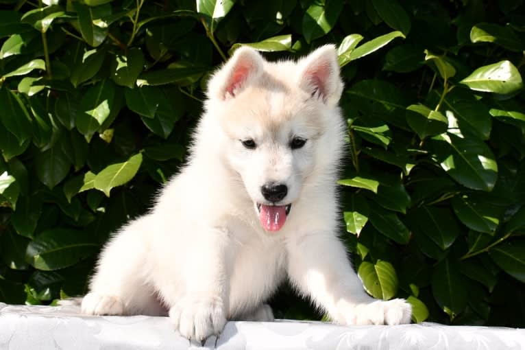 Astraea, a Gerberian Shepsky tested with EmbarkVet.com