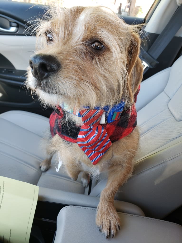 Chibi, a Beagle and Yorkshire Terrier mix tested with EmbarkVet.com