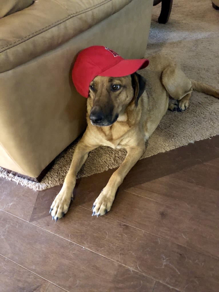 Sansa, a Labrador Retriever and German Shepherd Dog mix tested with EmbarkVet.com