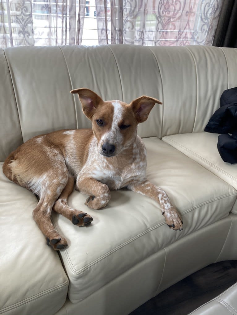 Gabby, an Australian Cattle Dog and American Pit Bull Terrier mix tested with EmbarkVet.com