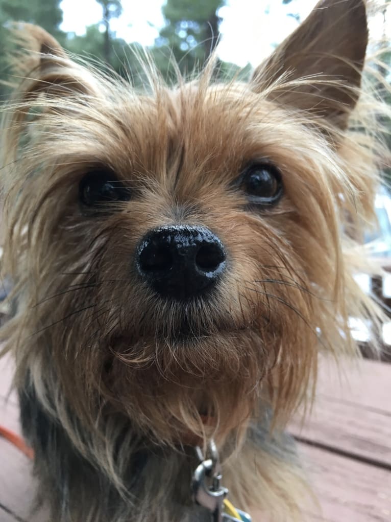 Razzee, a Yorkshire Terrier tested with EmbarkVet.com