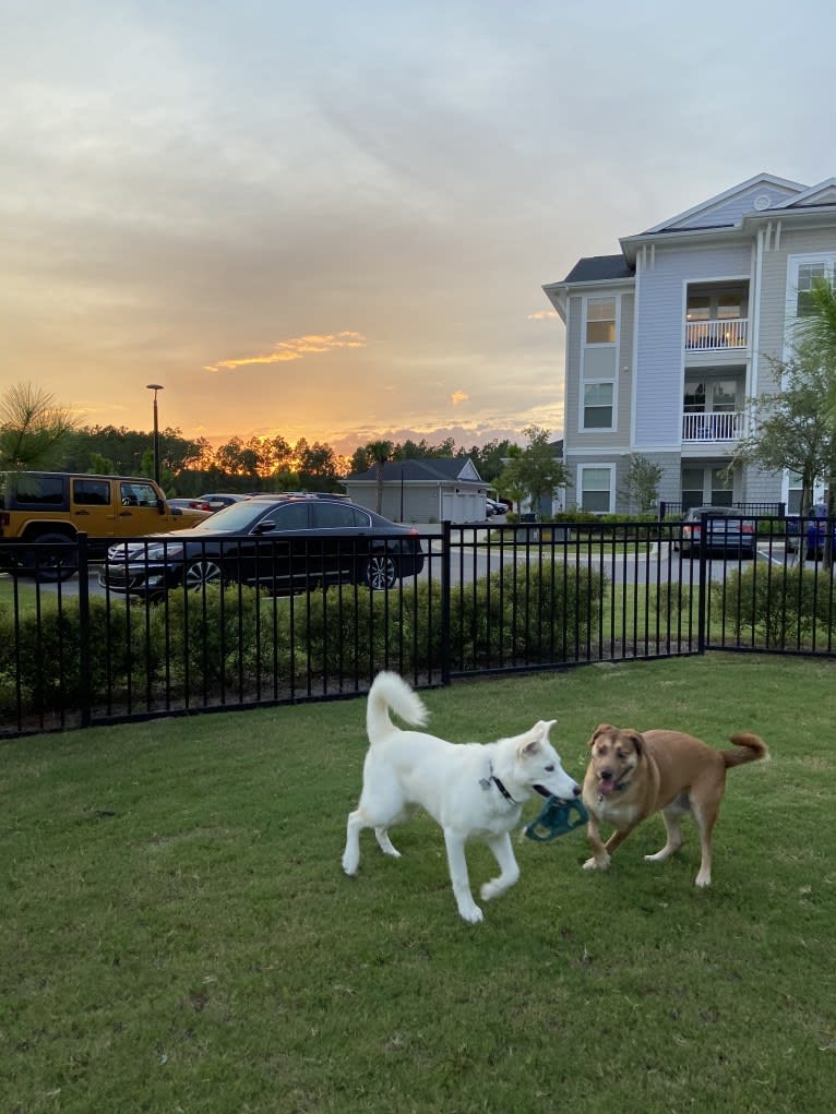 Dash, a Gerberian Shepsky (12.7% unresolved) tested with EmbarkVet.com