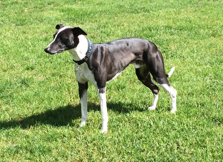 Dizzy, a Whippet tested with EmbarkVet.com