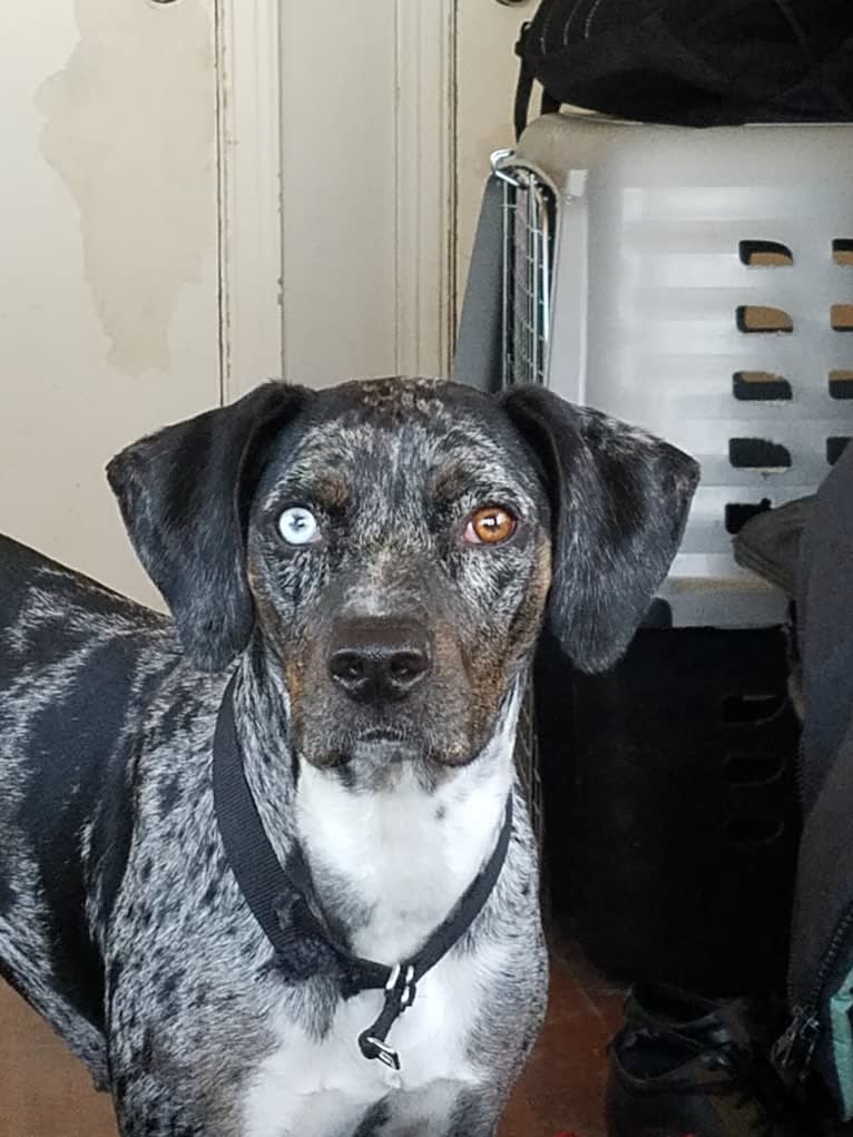 Bearhawke's Dixie Bella Blue "Dixie", a Catahoula Leopard Dog tested with EmbarkVet.com