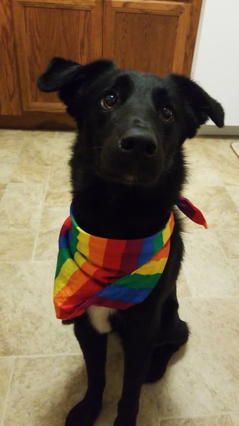 Ziggy, an Australian Cattle Dog and Collie mix tested with EmbarkVet.com