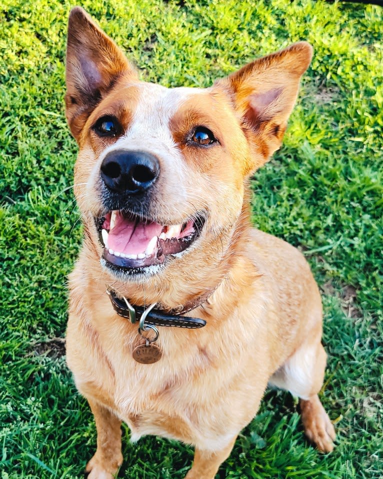 Bluebonnet Heelers Ruby, an Australian Cattle Dog tested with EmbarkVet.com