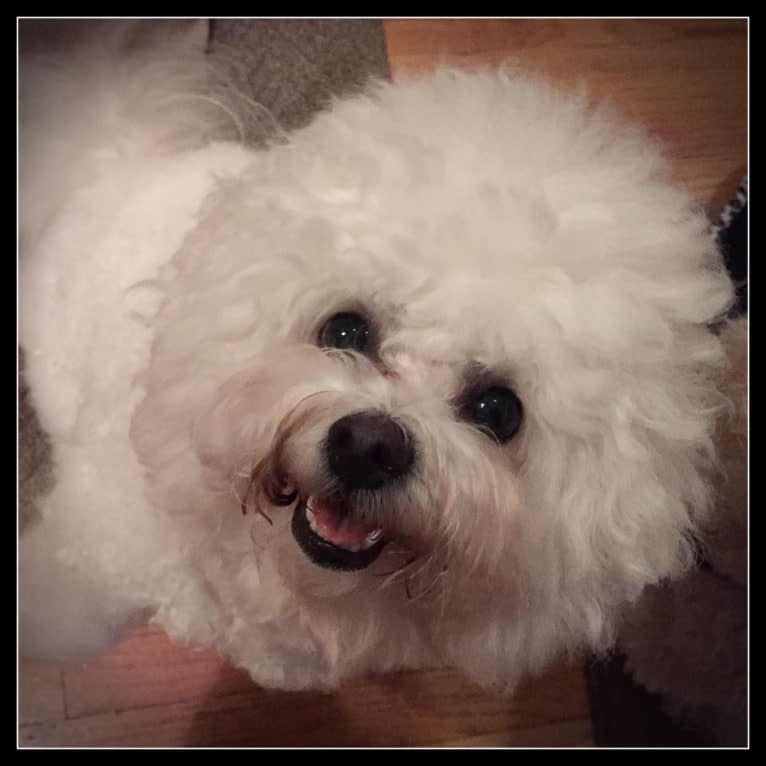 Georgia Caroline, a Bichon Frise tested with EmbarkVet.com