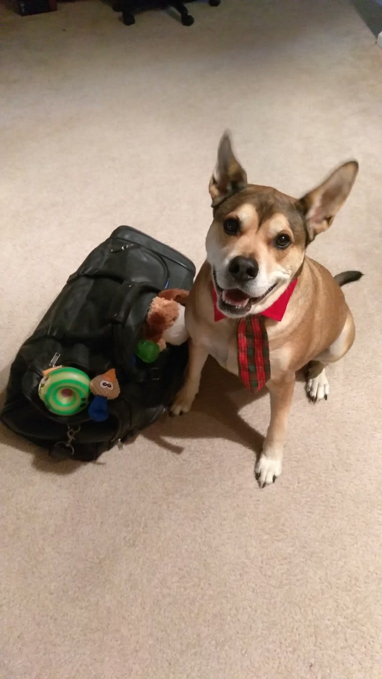 Walnut, a Bulldog and Boxer mix tested with EmbarkVet.com