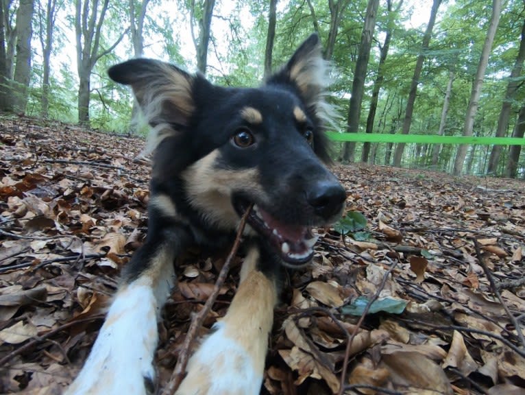 Nefro, an Eastern European Village Dog tested with EmbarkVet.com