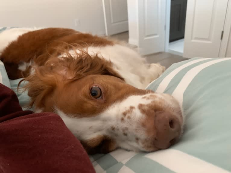 Autumn, a Brittany tested with EmbarkVet.com