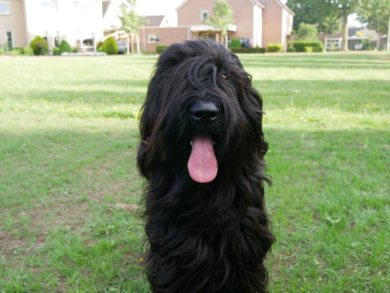 Nouckie, a Briard tested with EmbarkVet.com