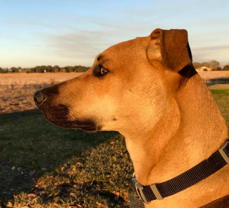 Cooper, a Catahoula Leopard Dog and Border Collie mix tested with EmbarkVet.com