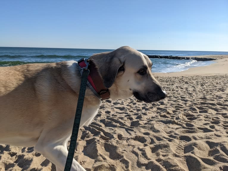 Willie, an Anatolian Shepherd Dog and Great Pyrenees mix tested with EmbarkVet.com