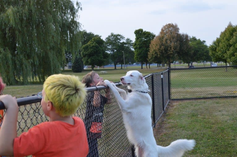 casper, a Great Pyrenees and Labrador Retriever mix tested with EmbarkVet.com