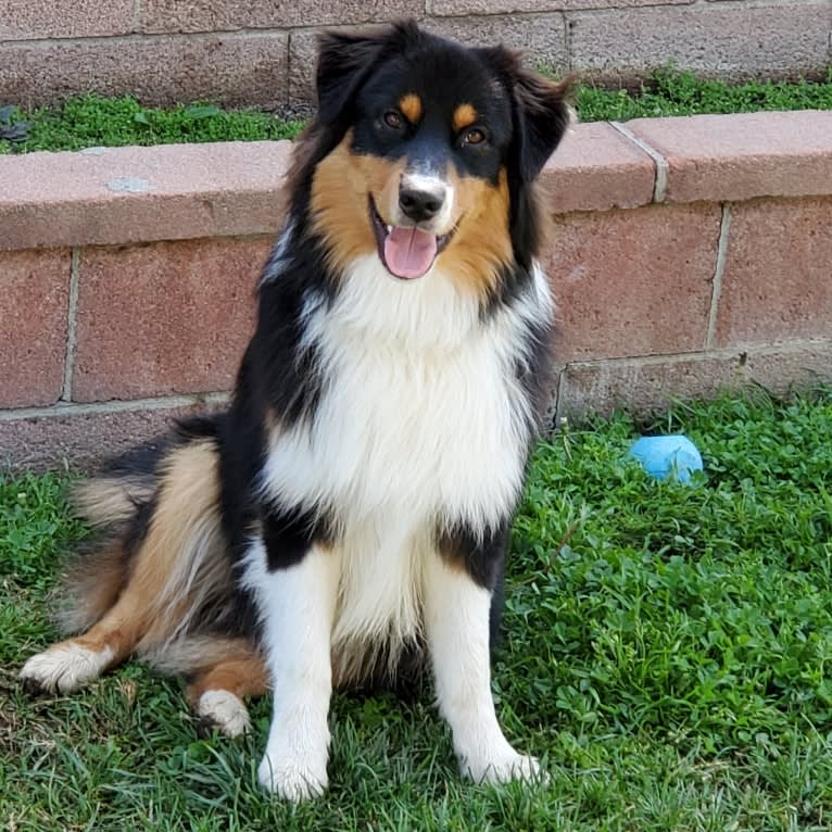 Champ Ice, an Australian Shepherd tested with EmbarkVet.com