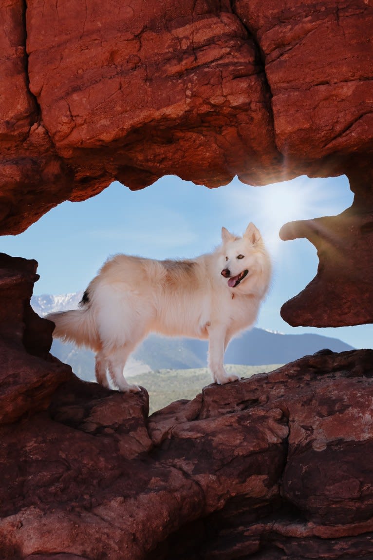 Athena, a German Shepherd Dog and Siberian Husky mix tested with EmbarkVet.com