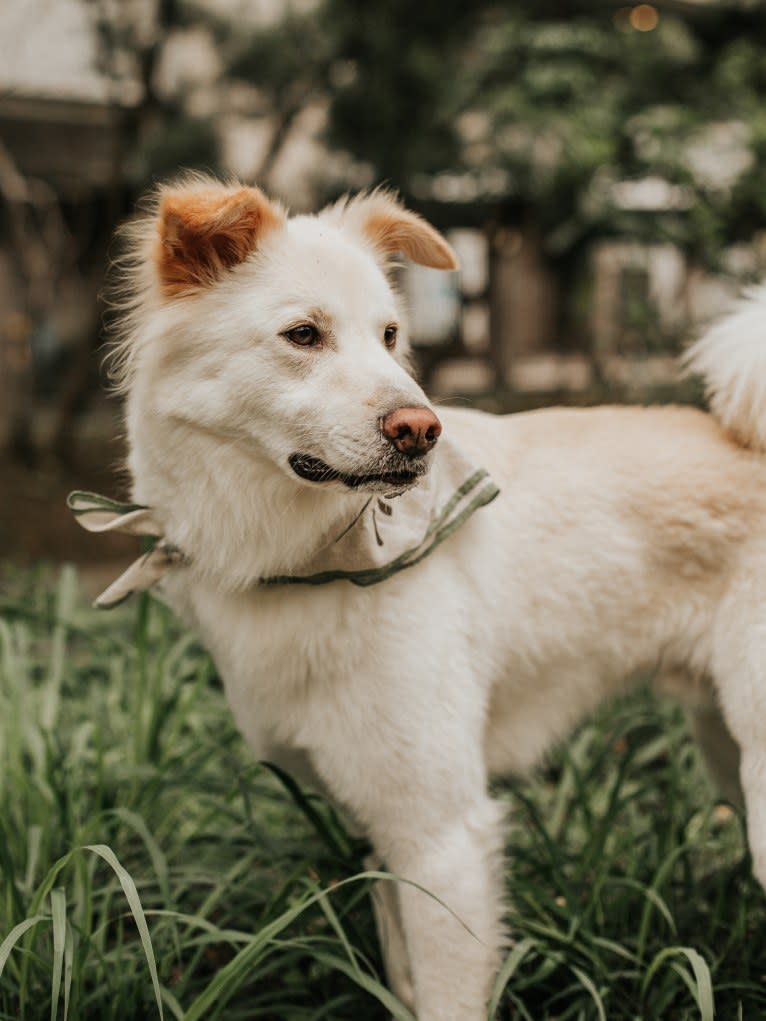 BeiBei, a Hong Kong Village Dog tested with EmbarkVet.com