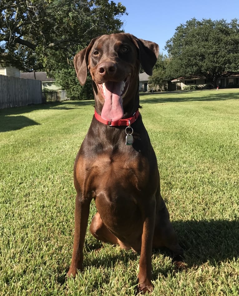 Minerva, a Doberman Pinscher and Golden Retriever mix tested with EmbarkVet.com