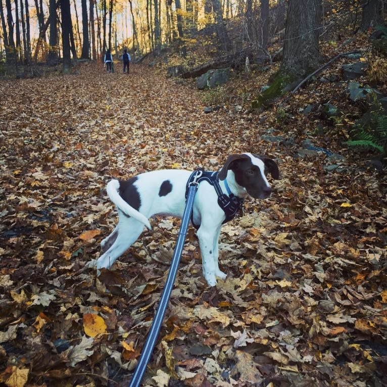 Indy, a Pointer and Australian Shepherd mix tested with EmbarkVet.com