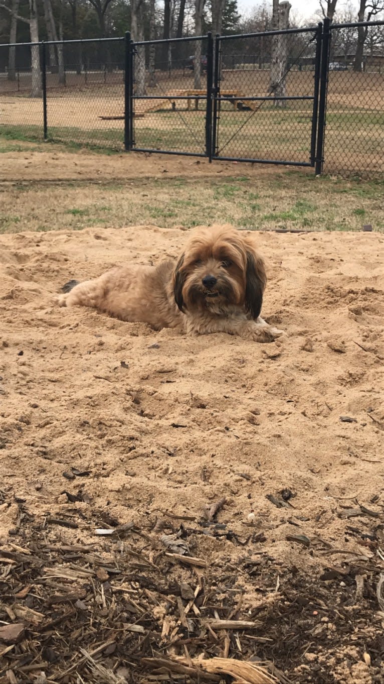 Manchu, a Dachshund and Lhasa Apso mix tested with EmbarkVet.com