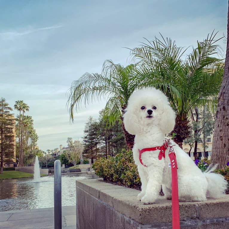 GiGi L'Amour, a Poodle (Small) tested with EmbarkVet.com