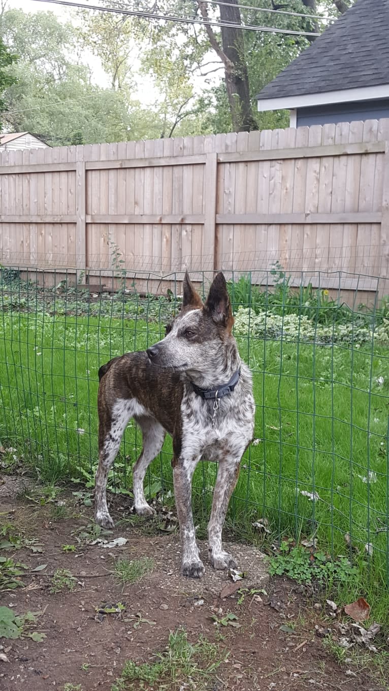 Banshee Boo, an Australian Cattle Dog and American Pit Bull Terrier mix tested with EmbarkVet.com