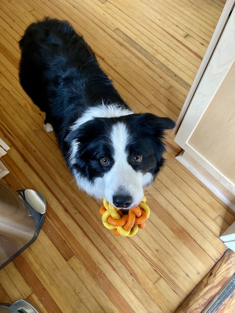 Angel, a Border Collie tested with EmbarkVet.com