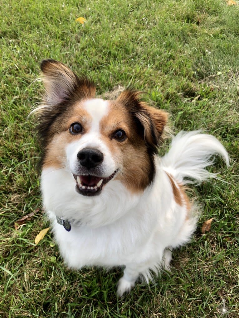 Cooper, an Australian Cattle Dog and Shih Tzu mix tested with EmbarkVet.com