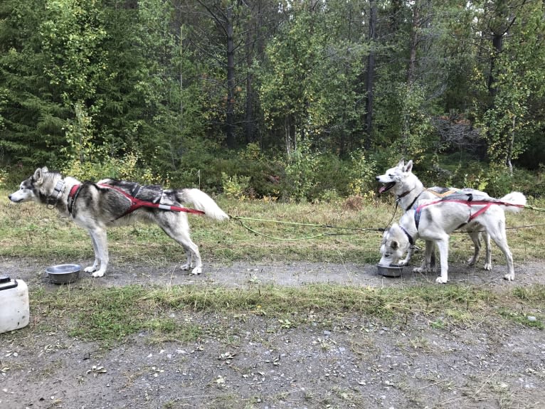 Pamuk av Vargevass, a Siberian Husky tested with EmbarkVet.com