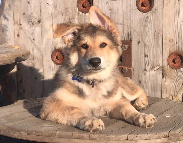 TiAmo, a White Shepherd and German Shepherd Dog mix tested with EmbarkVet.com