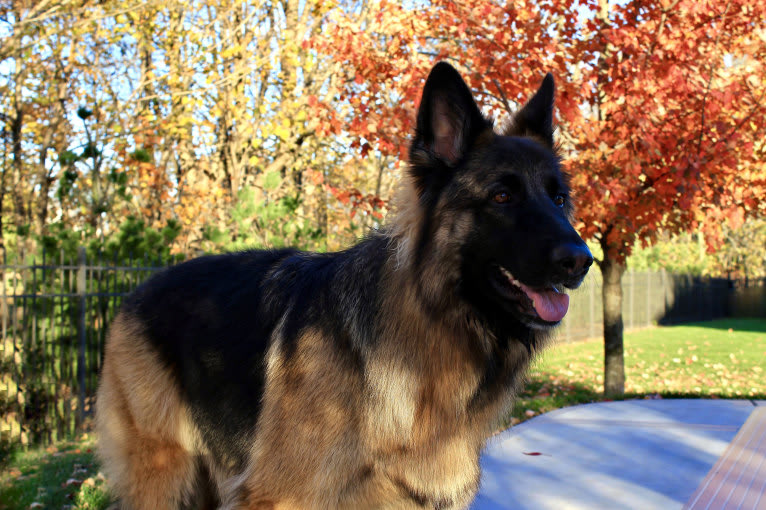 Maya, a German Shepherd Dog tested with EmbarkVet.com