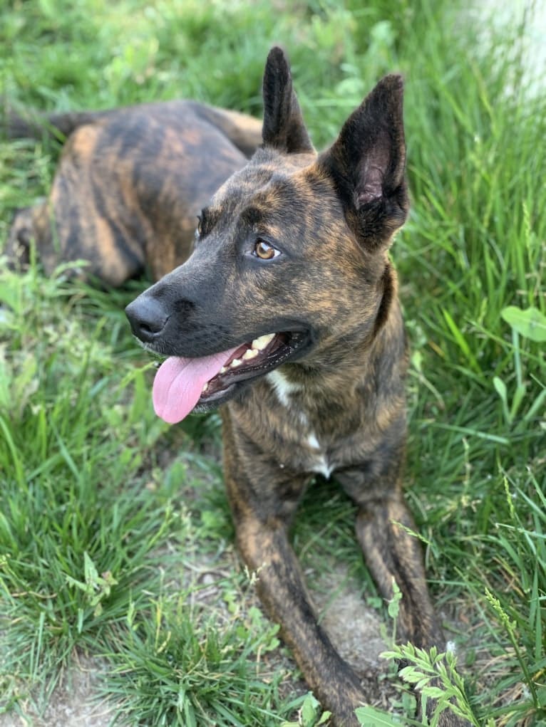 INU, an American Pit Bull Terrier and German Shepherd Dog mix tested with EmbarkVet.com