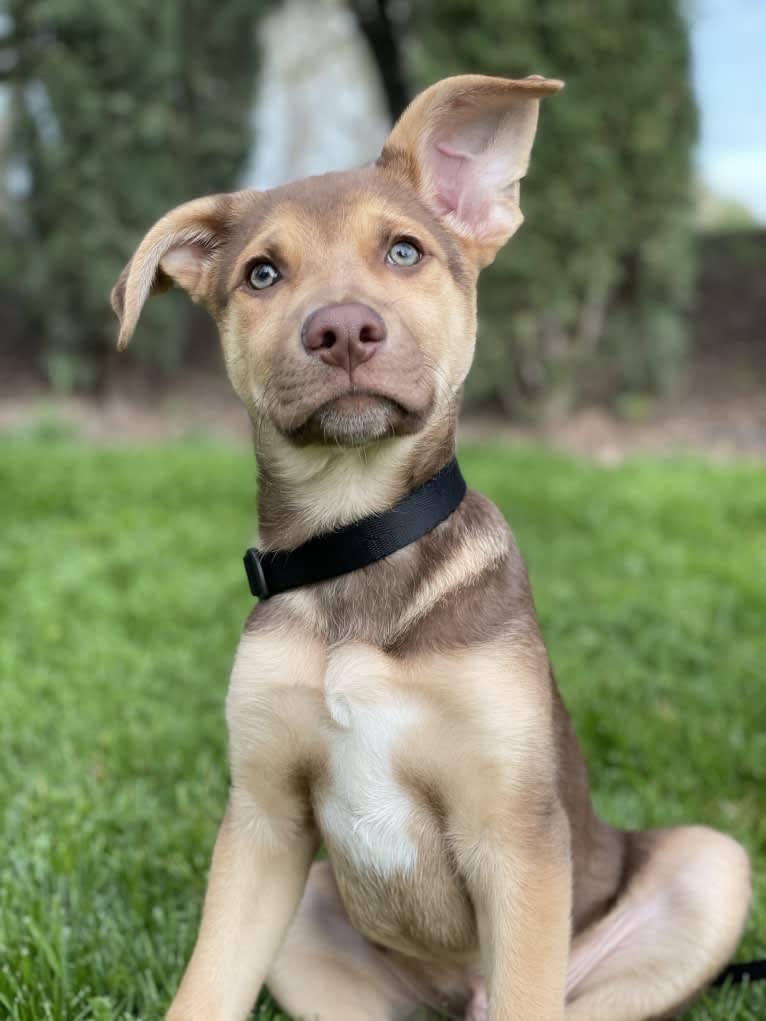 Conan, a German Shepherd Dog and American Pit Bull Terrier mix tested with EmbarkVet.com