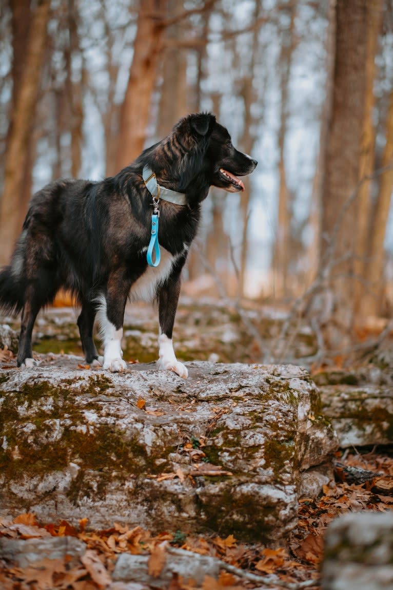 Maverick, a Siberian Husky and American Pit Bull Terrier mix tested with EmbarkVet.com