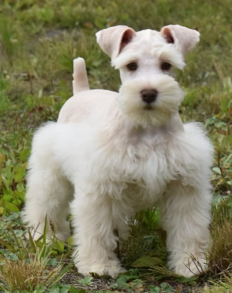 Piotr, a Miniature Schnauzer tested with EmbarkVet.com