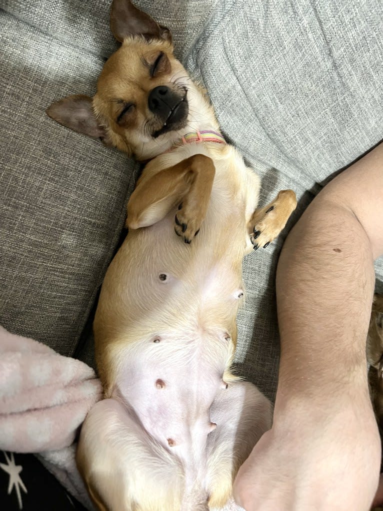 Jinx, a Chihuahua tested with EmbarkVet.com